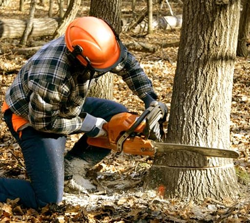 Tree Removal in Mitchells, VA